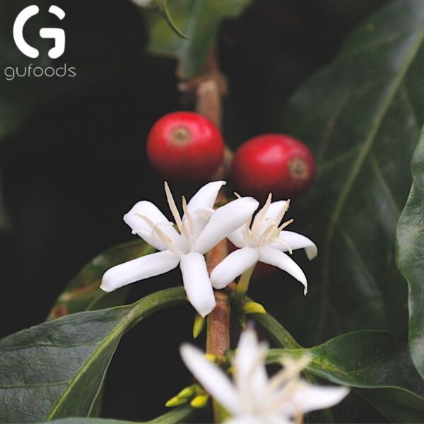 Mật ong hoa cà phê nguyên chất GUfoods - hinh 04