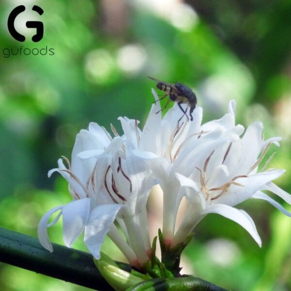 Mật ong hoa cà phê nguyên chất GUfoods - hinh 05