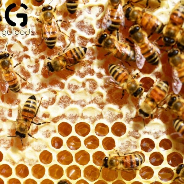 Mật ong hoa cà phê nguyên chất GUfoods - hinh 07