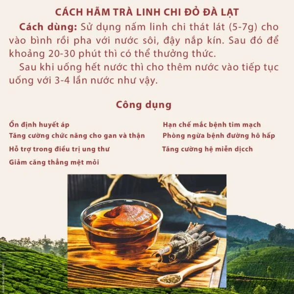 Nấm Linh Chi Đỏ Đà Lạt - hinh 02