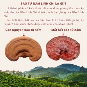 Nấm Linh Chi Đỏ Đà Lạt - hinh 04