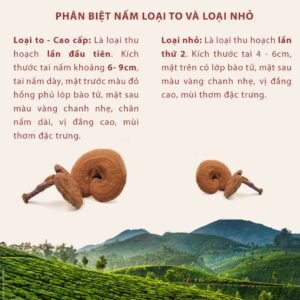 Nấm Linh Chi Đỏ Đà Lạt - hinh 05